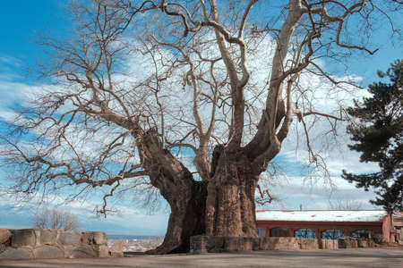 Old large plane tree lit by sunlight on a blue sky background