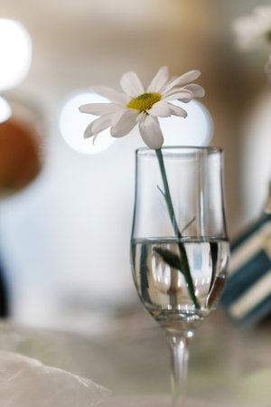 Single white daisy flower in vintage glass jar with water, blurred background selective focusの写真素材
