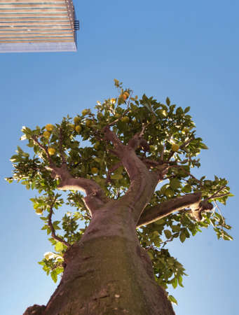Orange tree with fruits on the top with dark blue sky background, view from the bottom