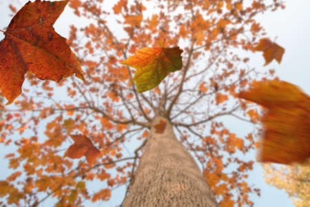 Autumn scene, the falling color leaves of a maple tree, selective focusの写真素材
