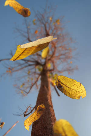 Autumn scene, the falling yellow leaves of a tree, selective focusの写真素材