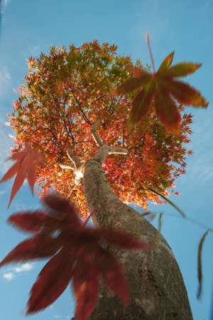 Autumn scene, the falling color leaves of a maple tree