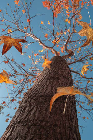 Autumn scene, the falling color leaves of a plane tree