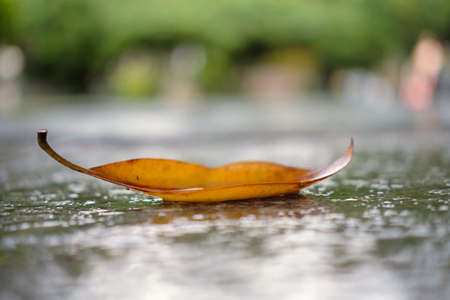 Autumn scene, yellow magnolia wet leaf on the ground at rainy fall day, selective focusの写真素材