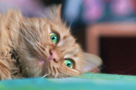 Ginger cat's green eyes wide open, selective focus