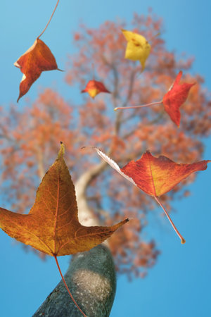 Autumn scene, the falling orange leaves of a tree, selective focus