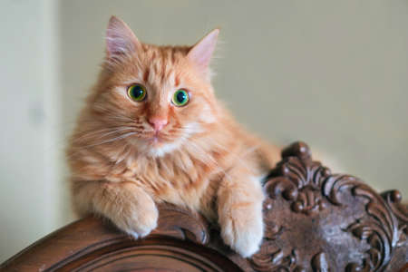 A red cat lies and relaxing on the top of the vintage cabinet