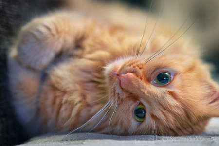Close up of ginger cat is laying on the sofa, selective focusの写真素材