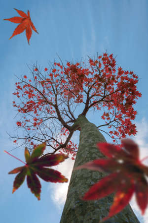 Autumn scene, the falling color leaves of a maple tree