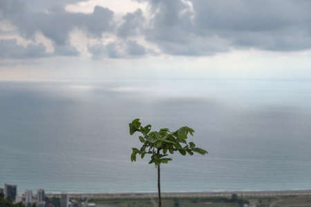 A single young tree against the background of the sea and sky