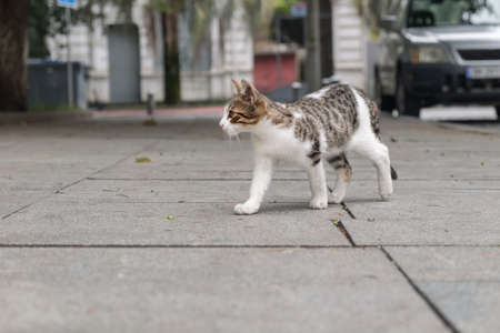 A small stray kitten walking in the middle of the street. Homeless animals on the city streetsの写真素材