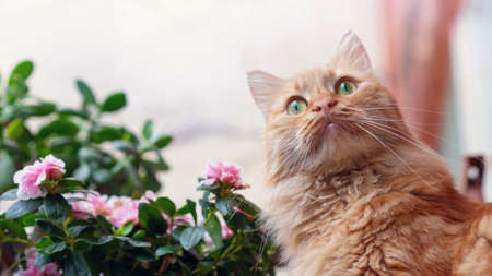 Red cat portrait in the garden, selective focusの写真素材