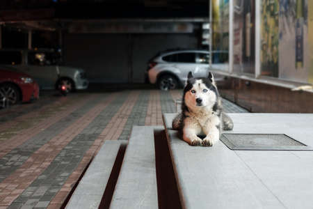 Sad lost husky or malamute dog sitting on the stairs alone outdoorsの写真素材
