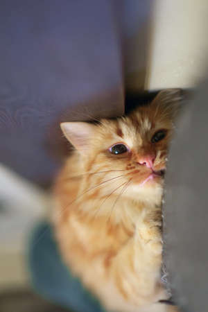 Close up of ginger cat is laying on the sofa, selective focus