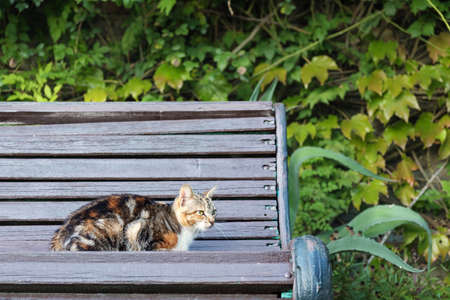 A cat sitting on a park bench with natural green leaves background, soft focusの写真素材