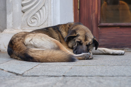 A brown homeless dog lies on ground at the streetの写真素材