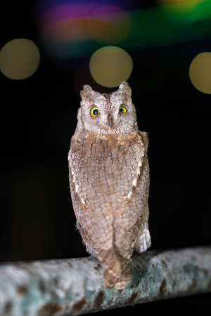 An owl looking into camera on blurred night background with light circlesの写真素材