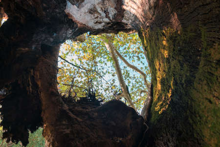 Tree branches and sky, view from inside the old tree with large hollow