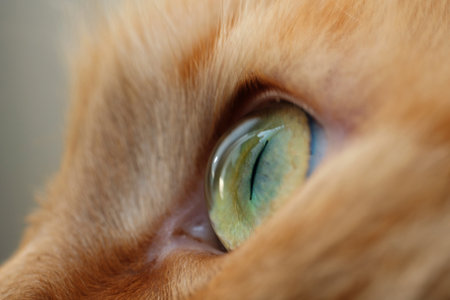 Closeup of a green eye of a cat, side viewの写真素材