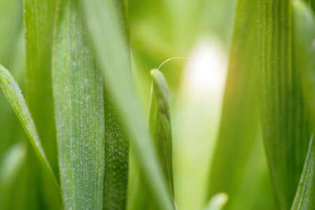 Green grass texture as background. selective focus. artistic abstract spring or summer background with fresh grassの写真素材