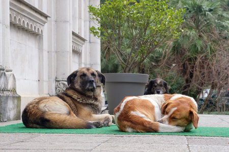 A spotted and brown homeless dogs lies on carpet at the street. Sterilized and chipped dogs.の写真素材