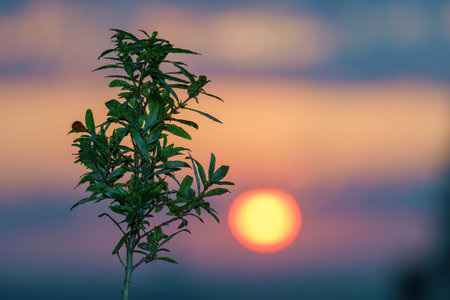 A small green tree on a blurred sunset background, selective focus