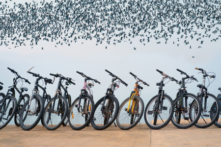 Row of bikes on the beach with flock of flying seagulls in the sky on backgroundの写真素材