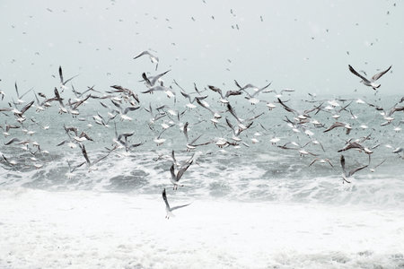Flock of flying seagulls flaying over the sea at snowing winter dayの写真素材