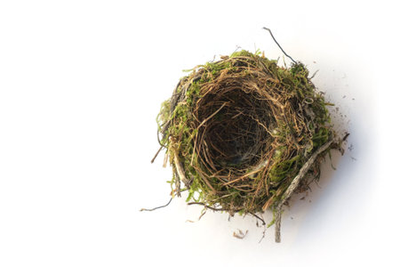 Empty bird's nest on a white surfaceの写真素材