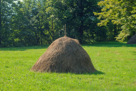 Haystack in field with green grass with forest backgroundの写真素材