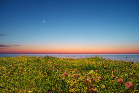 Field with flowers on the seaside with sunset sky backgroundの写真素材