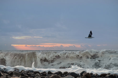 Lonly seagull fly over the splashing foamy sea waves roll to the shoreの写真素材