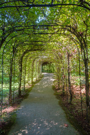 A tunnel made of plants in the garden, Green foliageの写真素材