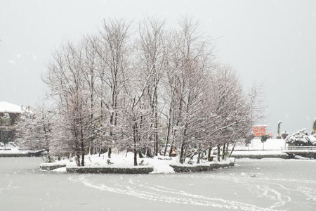 Snow covered trees at small isle in frozen lakeの写真素材