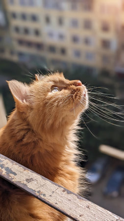 A face of a red cat is looking up on the balcony, selective focusの写真素材