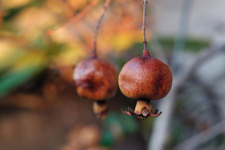 Ripe pomegranate hanging on branch with blurred colorful background, selective focusの写真素材
