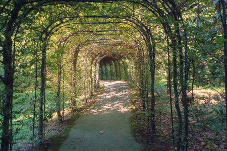 A tunnel made of plants in the garden, Green foliageの写真素材