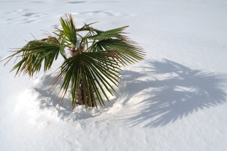 Small palm tree at the snowの写真素材