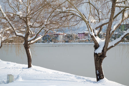 Snowy trees at winter park on the frozen lakeの写真素材