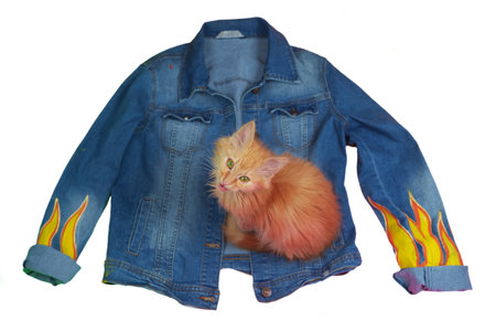 Cute red kitten is sitting on a blue jacket, isolated on a white backgroundの写真素材