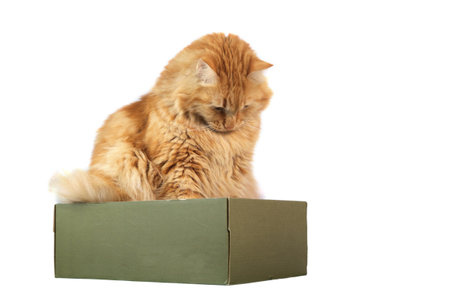 A ginger cat sitting in the box , isolated on white backgroundの写真素材