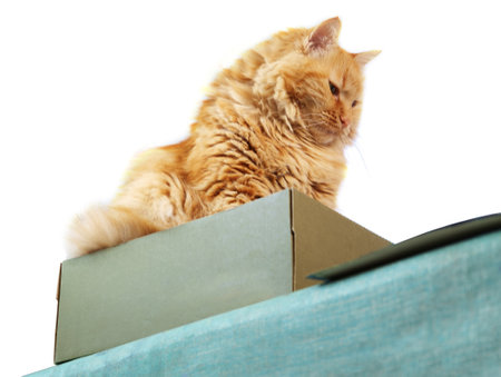 A ginger cat sitting in the box, isolated on white backgroundの写真素材