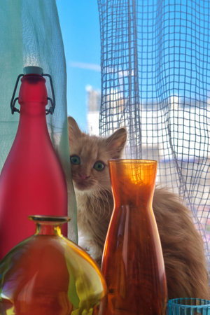 Cute cat on the window sill, selective focusの写真素材