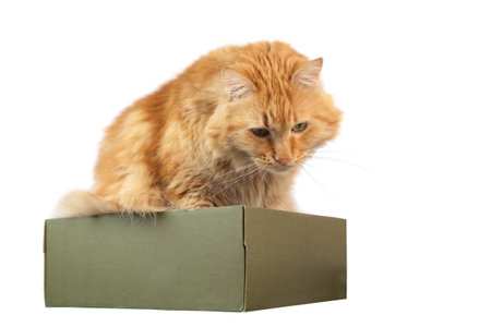 A ginger cat sitting on a box, isolated on white backgroundの写真素材