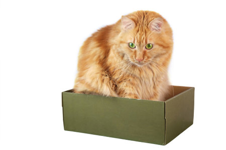 A ginger cat sitting in the box , isolated on white backgroundの写真素材