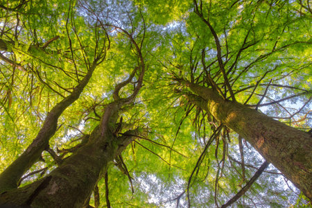 Up from the bottom view of the tops of trees with green foliage, the top of forest trees among which the rays of the sun break throughの写真素材