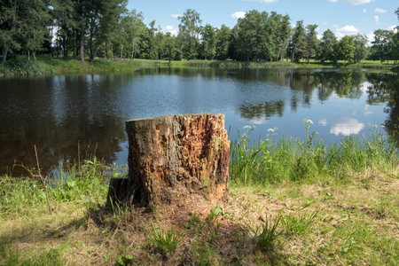 Tree stub on the lake shore with green reeds