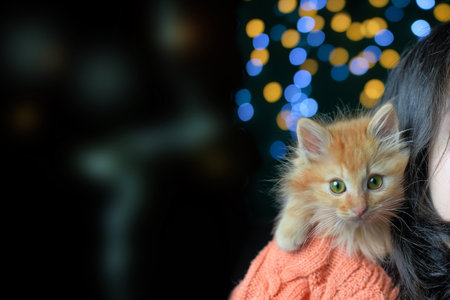 Cute red kitten sitting on a shoulder of a girl. selective focus dark backgroundの写真素材