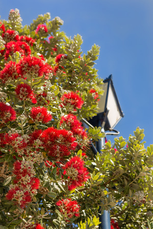 Pohutukawa, or New Zealand Christmas tree, in bloomの写真素材