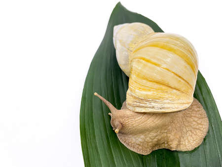 Ahatin snail is large on a leaf with an isolated white backgroundの写真素材